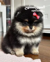  1 Pomeranian puppies .. جراوي بومارينيان