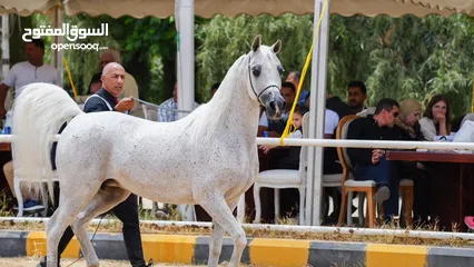  3 خيول عربية أصيلة مستورده و انتاج محلي للبيع في اسعار مميزة