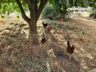  3 دجاج للبيع البزره القديمه