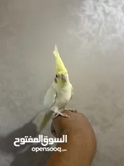  6 طير كوكتيل اليف جدا  زق يدوي ثوب جميل حبة جامبو العمر  عين حمرا 4شهور  لون مميز لاتينو بيعطي راس