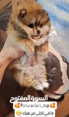  4 بومارينيان تيكب أصغر حجم مستوى عالي جدا pomeranian t_cup