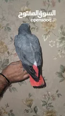  2 Kasko gray parrot