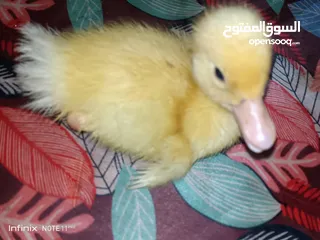  23 بطبوط بطه صوص مطعم    ا