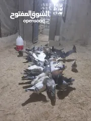  1 خم حمام للبيع انواع احجام