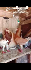  1 6 جواز شغالات للبيع اقراء الوصف قبل ماترن  كل جوز اله سعر؛او كوم ع 5 الجوز