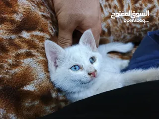  1 قطة شيرازي ابيض