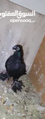  1 بسم الله والصلاه على رسول الله فحول طيور حمام وجواز للبيع