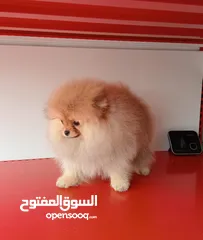  9 Imported Pomeranian Puppies