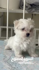  4 Maltese puppy’s available