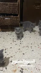  7 قطط منزلية جميلة للبيع – نظيفة وصحية Turkish Angora