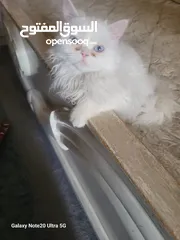  9 قطط شانشبلا للبيع