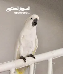  1 Cockatoo Parrot