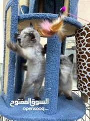  3 قططط للبيع