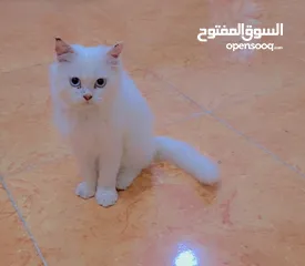  3 Persian kitten 3.5 months old