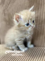  29 قــطــط لــلــبــيــع