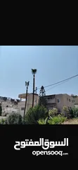  2 شجرتين نخل للبيع الصور اليوم الطول 15م