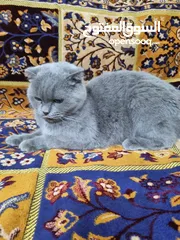  2 Scottish fold tabby  british chinchilla