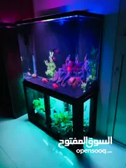  6 Aquarium for sale with handmade stand