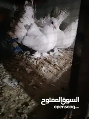  20 متاح جواز و حبات فلت موجودات طبربور سعرهن كويس