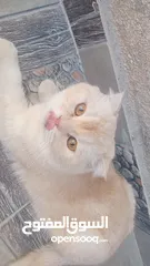  8 3قطط سكوتش فولد