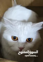  13 قطة شيرازي بيضاء للتبني