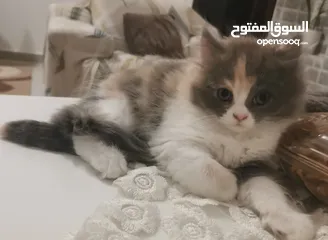  4 قطط اسكوتش