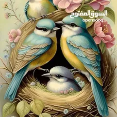  1 مطلوب طيور حب + كنارات