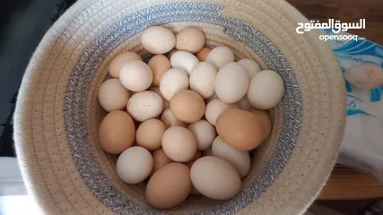  4 بيض  دجاج وحبش بلدي نباتي للبيع