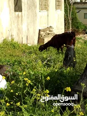  8 ماعز شامي للبيع ثلاث عنزات وتيس كولهن ريشة الحبه ماشاءالله تبارك الرحمن وصخلتين وجداي اثنين