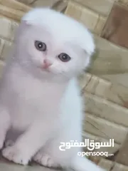  4 قطط سكوتش فولد وستريت للبيع