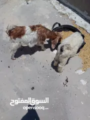  8 ثلاث سخال للبيع