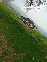  18 خيم شعر تراثيه