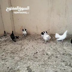  4 حمام للبيع