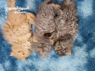  5 قطط مكس شانشيلا وهمالايا