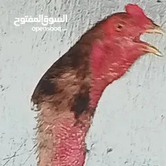  2 ديكين وفرختين باكستاني ب 50 دينار فقط