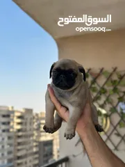  18 جراوي بج، pug puppies