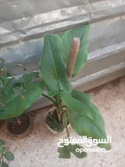  13 زريعه زينه للبيع