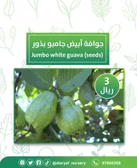  8 شتلات وأشجار الجوافة من مشتل الأرياف أسعار منافسة الأفضل في السوق  امرود کا درخت  guava