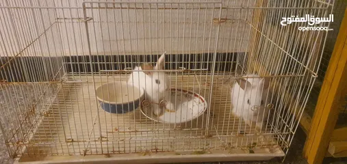  1 tow small rabbits  for sale with cage
