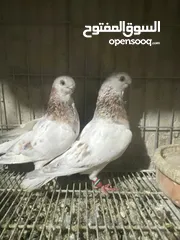  3 جوز ذبابنا صفر الصلاه عالنبي شغلات مكفولات للبيع