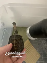  2 سلاحف برمائية اليفة