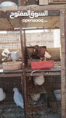  2 متاح جواز فرنسي وجواز مزهور