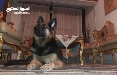  5 german shepherd  جيرمن شيبرد