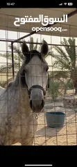  1 خيل عربي فرس