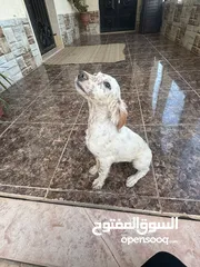  3 جراء صيد انجلش سيتر