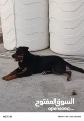  4 انثي روت وايلر