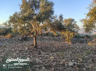  9 ارض للبيع فى عصيرة الشمالية، طابو نابلس، كوشان مستقل لخمسة اسخاص، كل شخص يضع سنسال على حصته