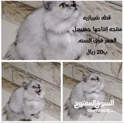  2 قطط للبيع صغار وكبار