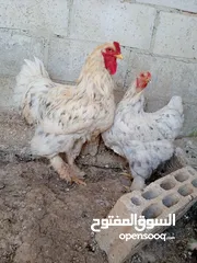  1 دجاج براهمة