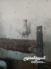  6 ثلاث فراخ  فرخين بواز اخوان فطم جديد مخلف وقواق بواقي الاربعه
